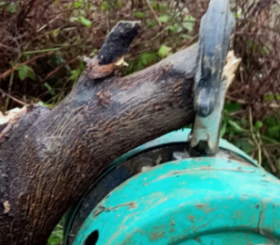 可以用倒鏈拔樹嗎？倒鏈拔樹的方法介紹